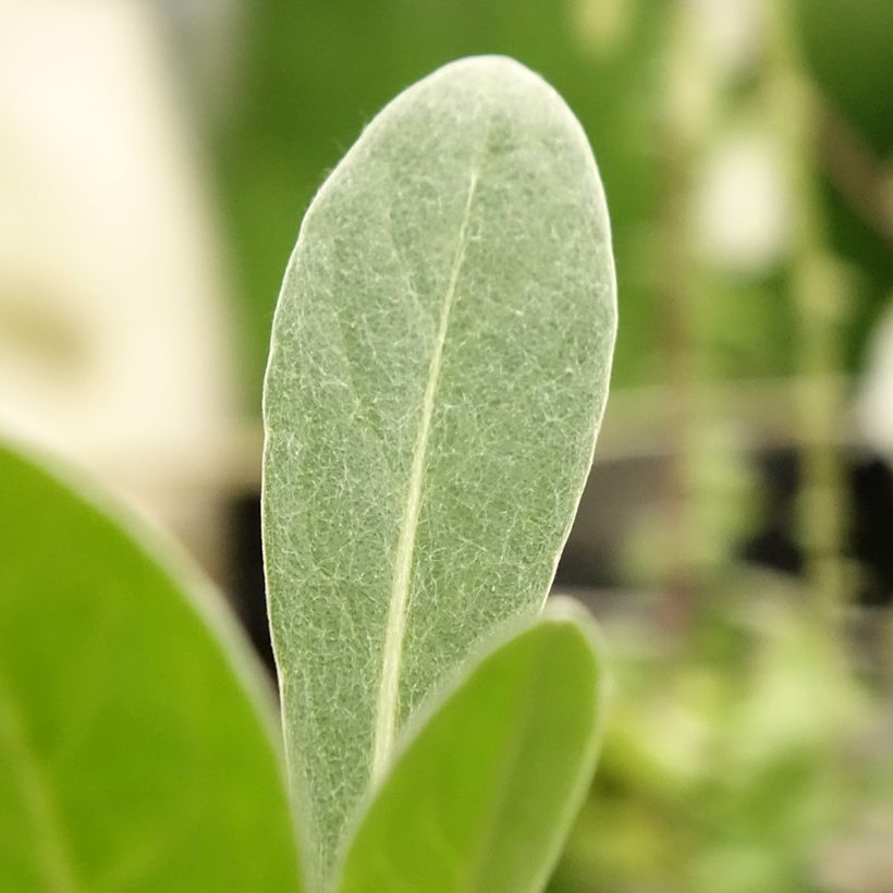 Berg-Flockenblume Caramia - Centaurea montana (Foliage)