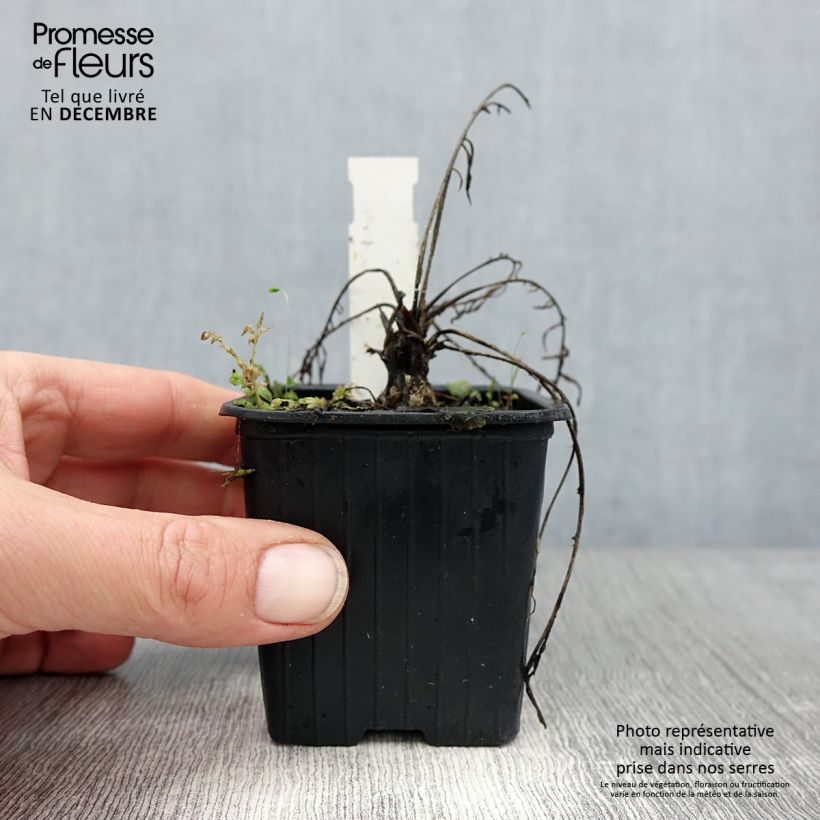 Exemplar von Centaurea ruthenica - Ukrainische Flockenblume Kleine Töpfe von 8/9 cm wie im Winter geliefert