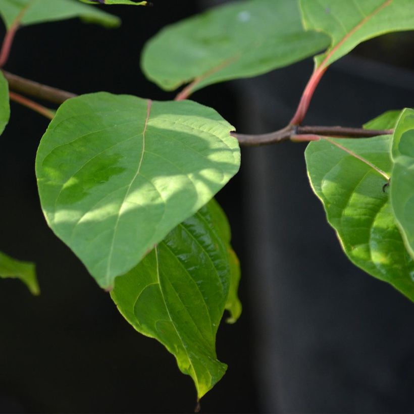 Cephalanthus occidentalis - Knopfbusch (Foliage)