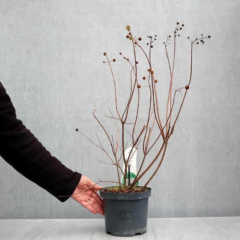 Exemplar von Cephalanthus occidentalis - Knopfbusch Topf mit 3L/4L wie im Herbst geliefert