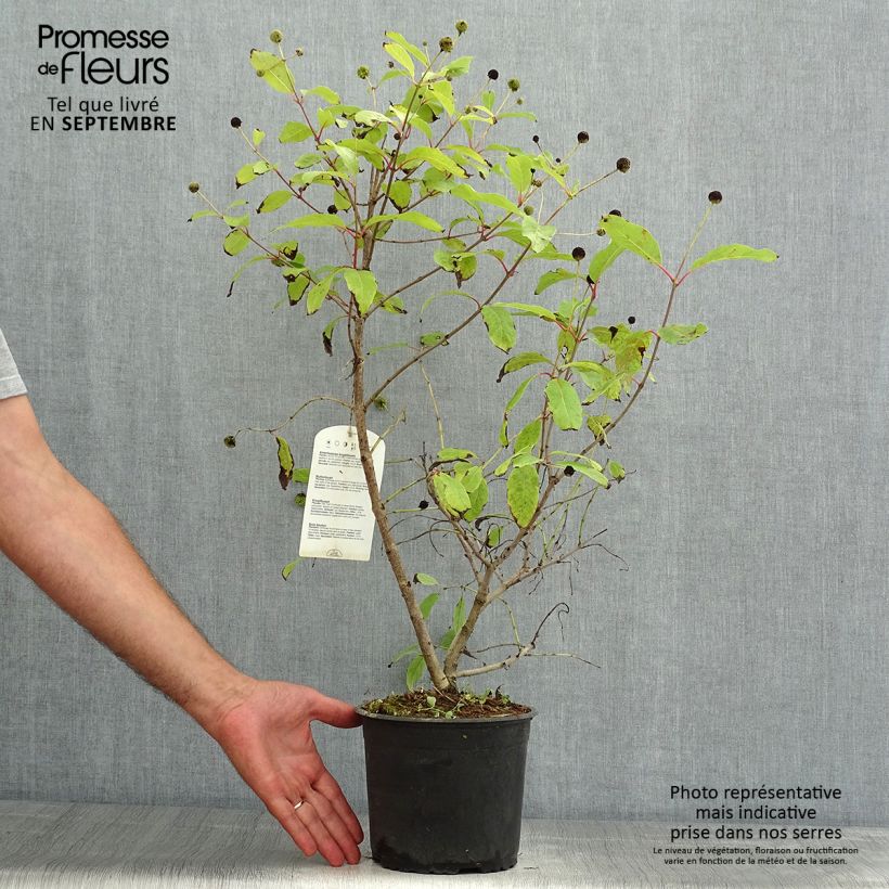 Example of Cephalanthus occidentalis - Knopfbusch Topf mit 3L/4L as you get in ete