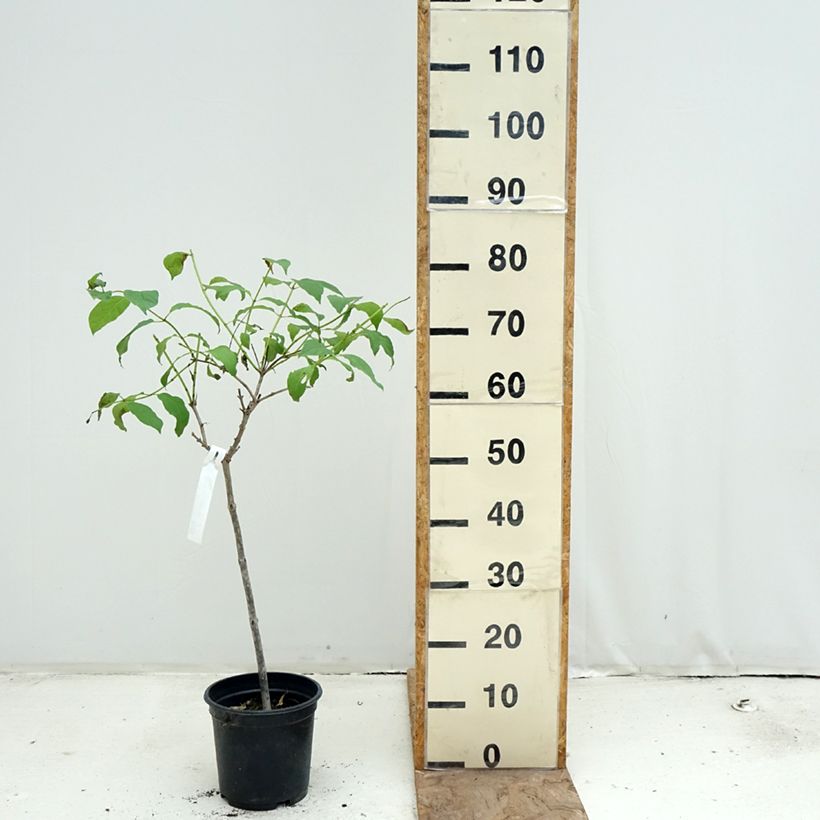 Exemplar von Cephalanthus occidentalis - Knopfbusch Topf mit 3L/4L, Stamm wie im Frühjahr geliefert