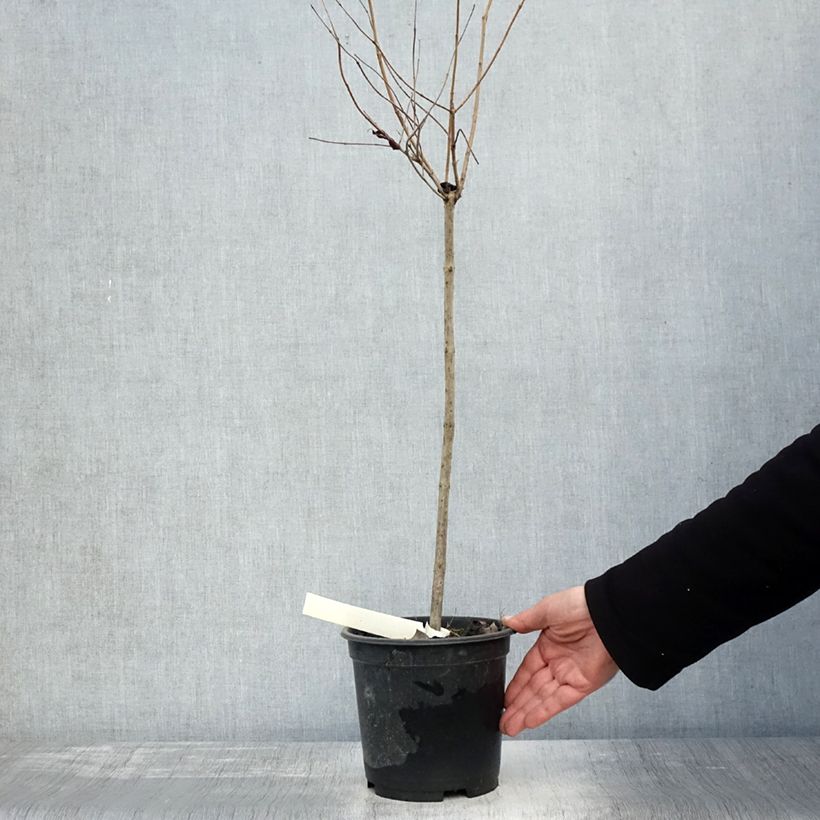 Example of Cephalanthus occidentalis - Knopfbusch Topf mit 3L/4L as you get in automne