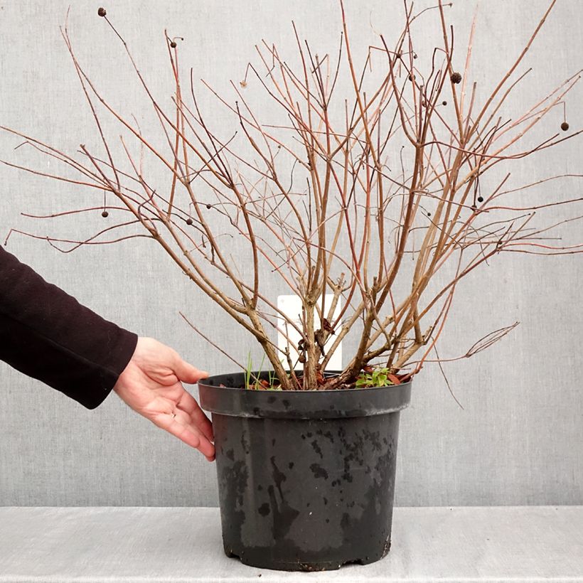 Exemplar von Cephalanthus occidentalis - Knopfbusch Topf mit 7,5L/10L wie im Herbst geliefert