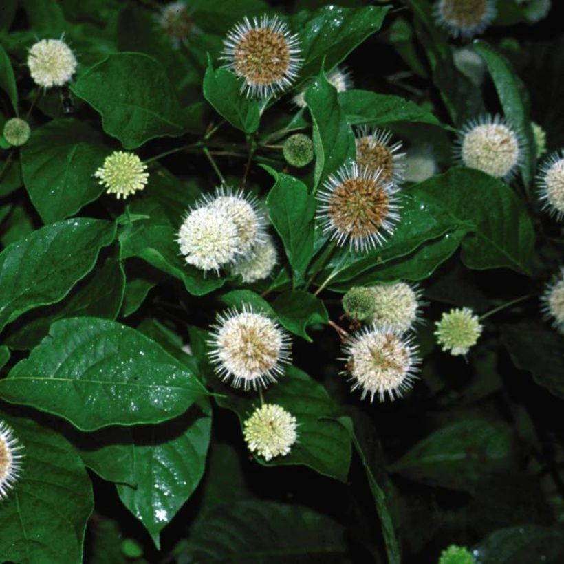 Cephalanthus occidentalis Fiber Optics - Knopfbusch (Flowering)
