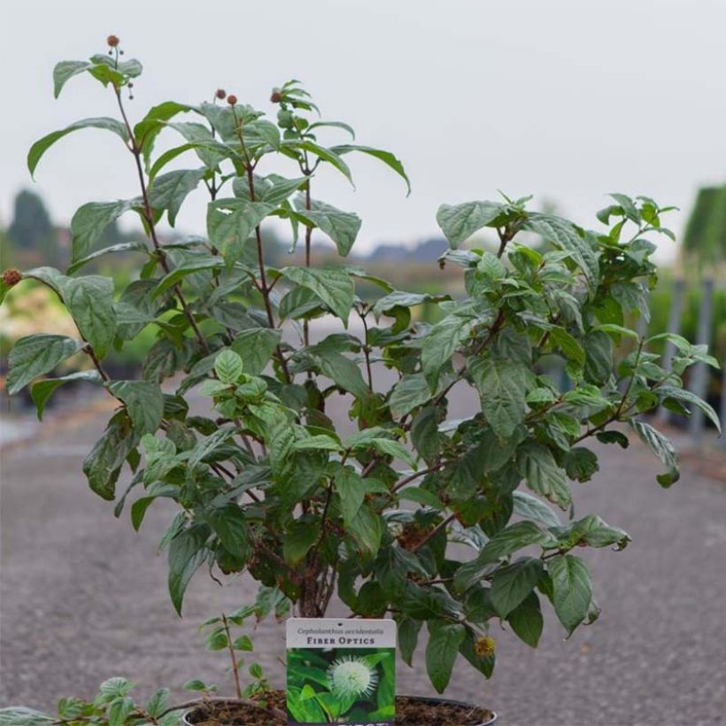 Cephalanthus occidentalis Fiber Optics - Knopfbusch (Plant habit)