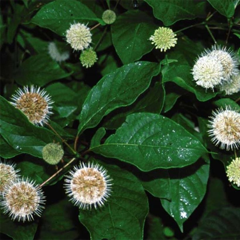 Cephalanthus occidentalis Fiber Optics - Knopfbusch (Foliage)