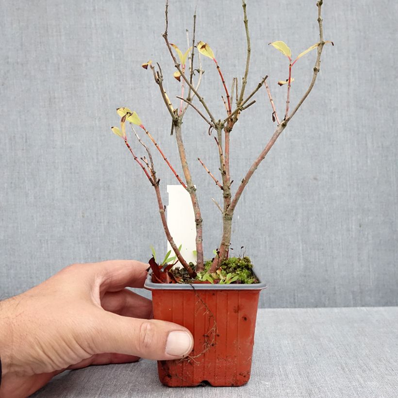 Exemplar von Cephalanthus occidentalis Moonlight Fantasy - Knopfbusch Kleine Töpfe von 8/9 cm wie im Herbst geliefert