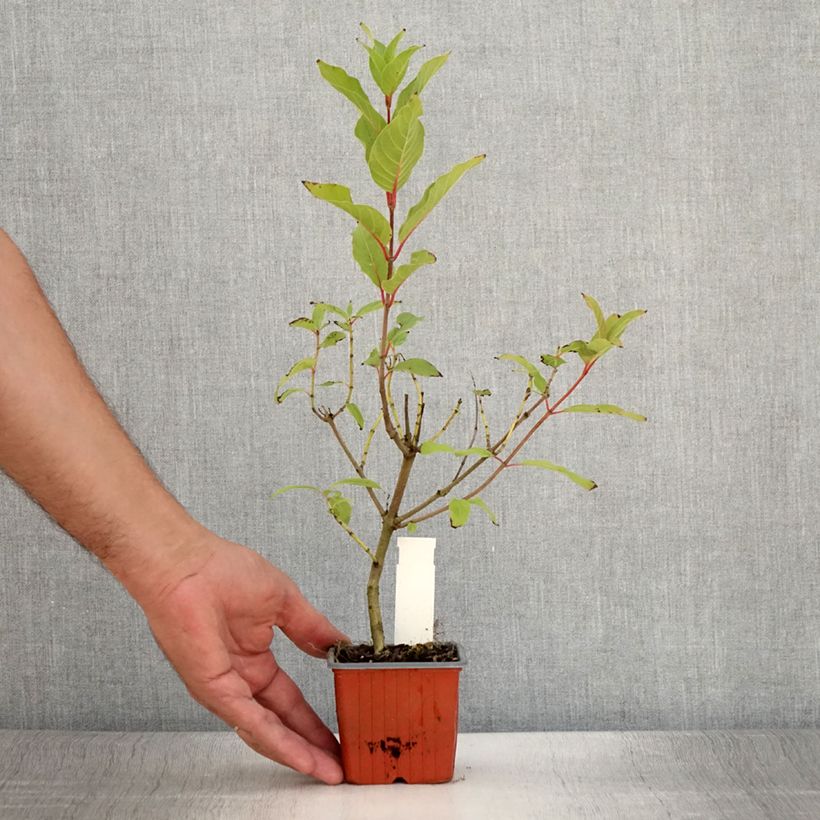 Example of Cephalanthus occidentalis Moonlight Fantasy - Knopfbusch Kleine Töpfe von 8/9 cm as you get in ete
