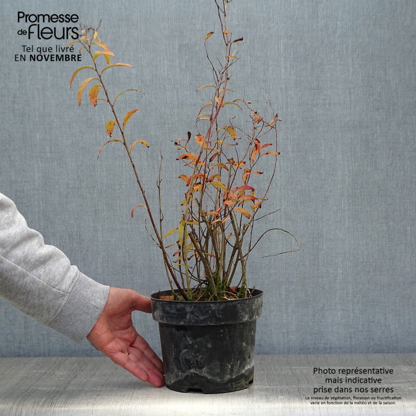 Example of Cephalanthus occidentalis Sugar Shack - Knopfbusch Topf mit 2L/3L as you get in automne