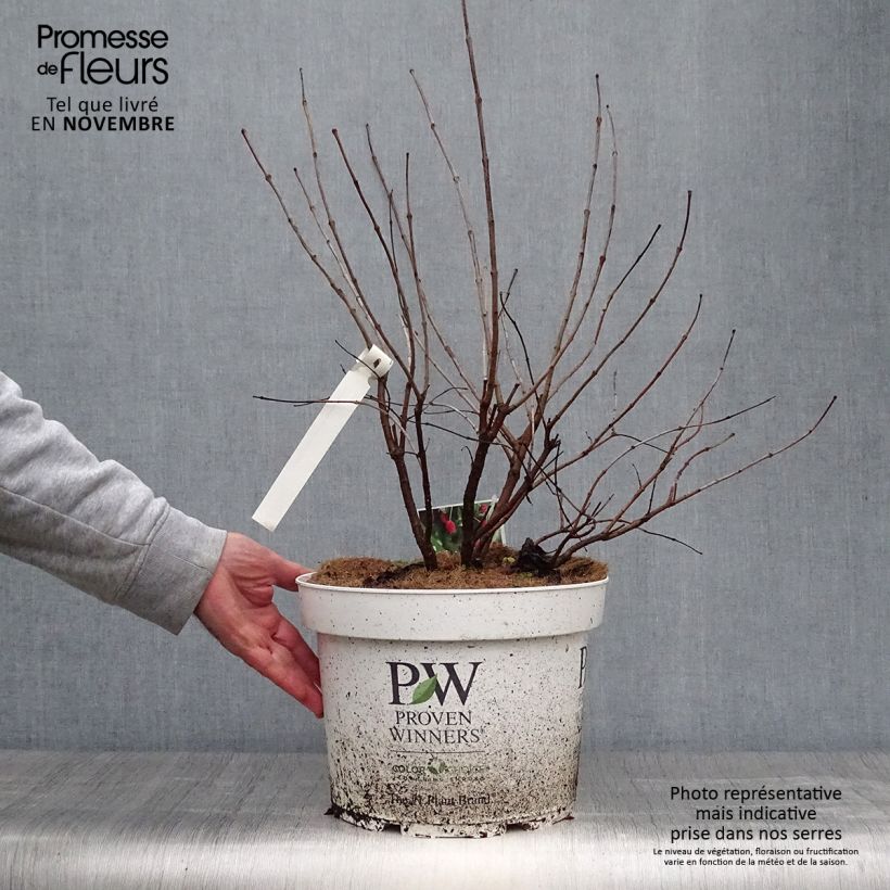 Example of Cephalanthus occidentalis Sugar Shack - Knopfbusch Topf mit 7,5L/10L as you get in automne