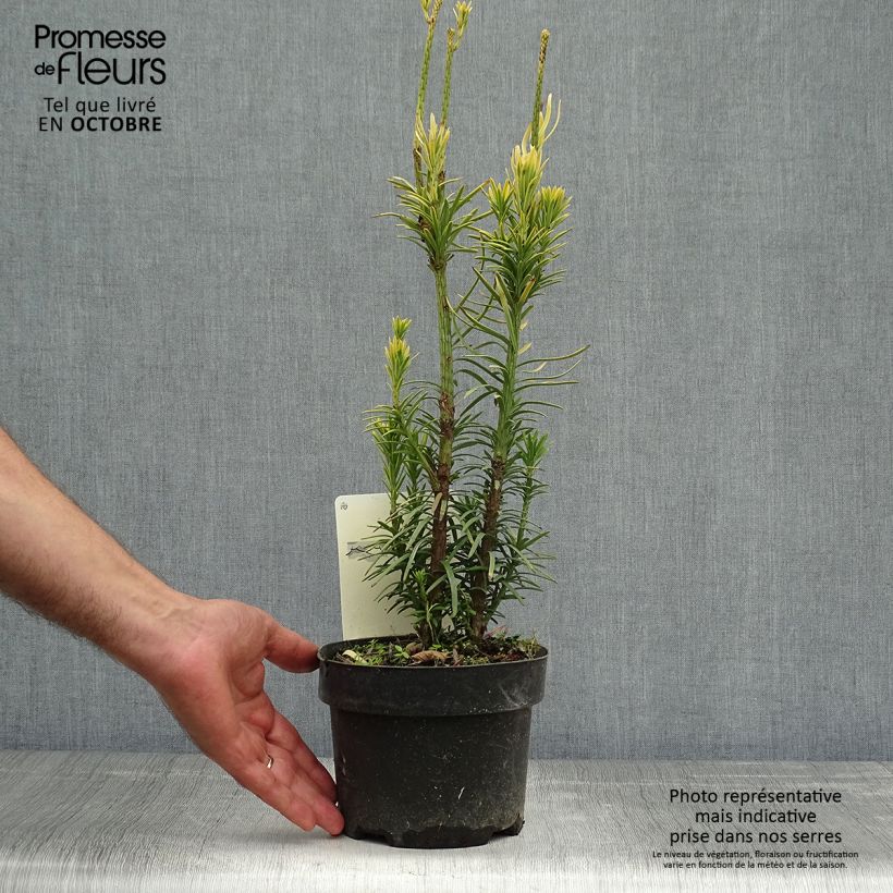 Example of Cephalotaxus harringtonia Korean Gold - Harringtons Kopfeibe Topf mit 2L/3L as you get in automne