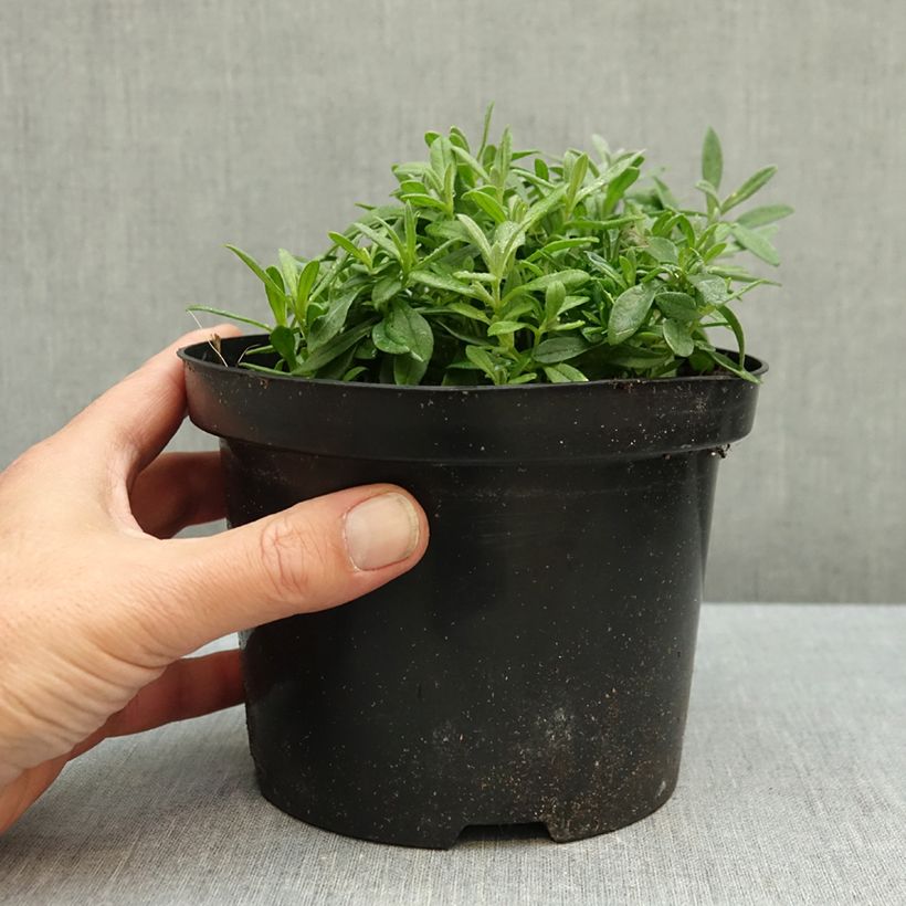 Exemplar von Cerastium biebersteinii - Bieberstein Hornkraut Topf mit 2L/3L wie im Herbst geliefert