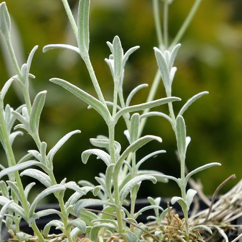 Cerastium tomentosum var columnae - Filziges Hornkraut (Foliage)