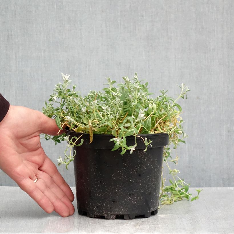 Exemplar von Cerastium tomentosum var columnae - Filziges Hornkraut Topf mit 2L/3L wie im Herbst geliefert