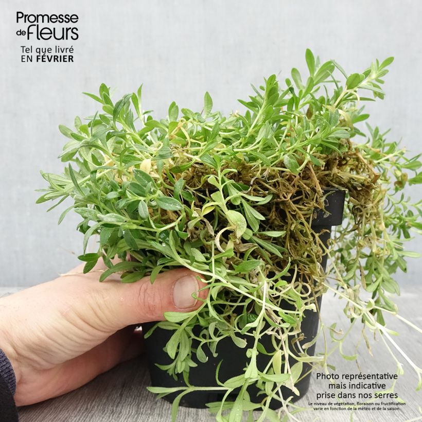 Example of Cerastium tomentosum var columnae - Filziges Hornkraut Topf mit 2L/3L as you get in hiver