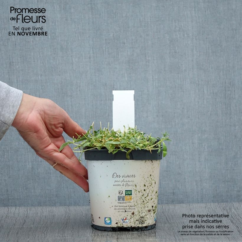 Example of Cerastium tomentosum Yo Yo - Filziges Hornkraut Topf mit 2L/3L as you get in automne