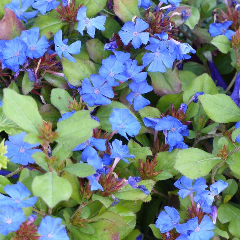 Ceratostigma plumbaginoides - Hornbleiwurz (Flowering)