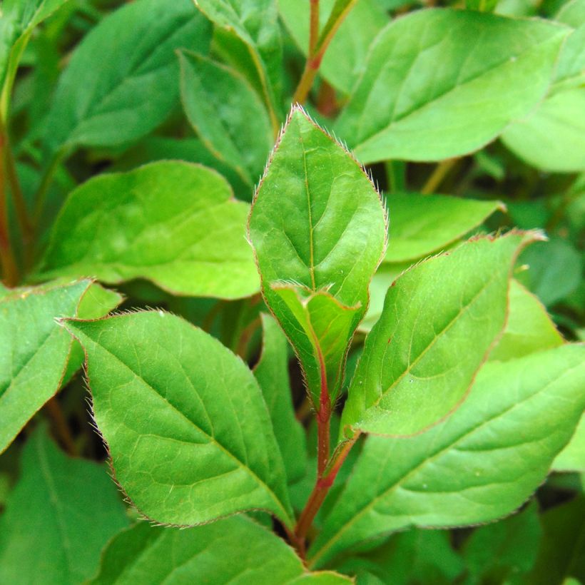 Ceratostigma plumbaginoides - Hornbleiwurz (Foliage)