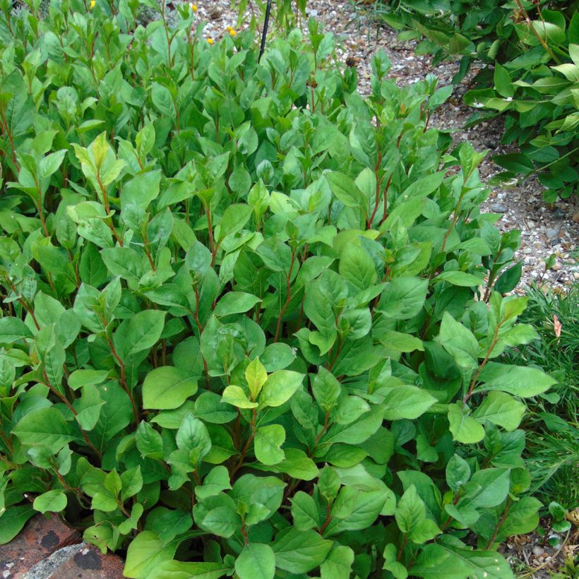 Ceratostigma plumbaginoides - Hornbleiwurz (Plant habit)
