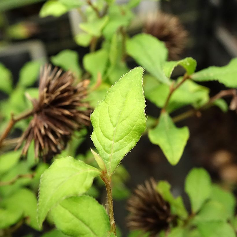 Ceratostigma willmottianum Forest Blue - Hornbleiwurz (Foliage)