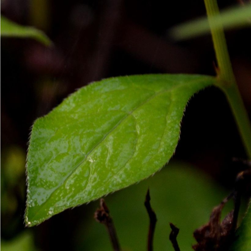 Ceratostigma willmottianum - Hornbleiwurz (Foliage)