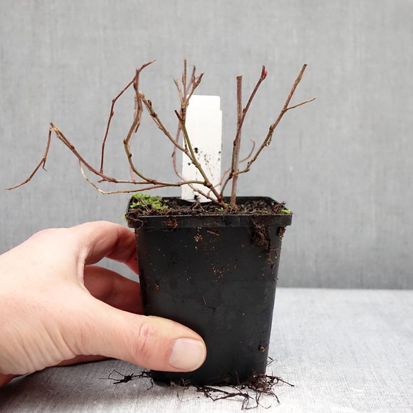 Exemplar von Ceratostigma willmottianum Forest Blue - Hornbleiwurz Kleine Töpfe von 8/9 cm wie im Winter geliefert