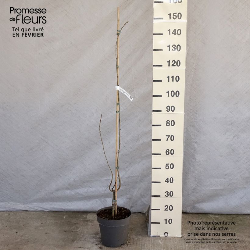 Example of Japanischer Kuchenbaum Pendulum - Cercidiphyllum japonicum Topf mit 4L/5L as you get in hiver