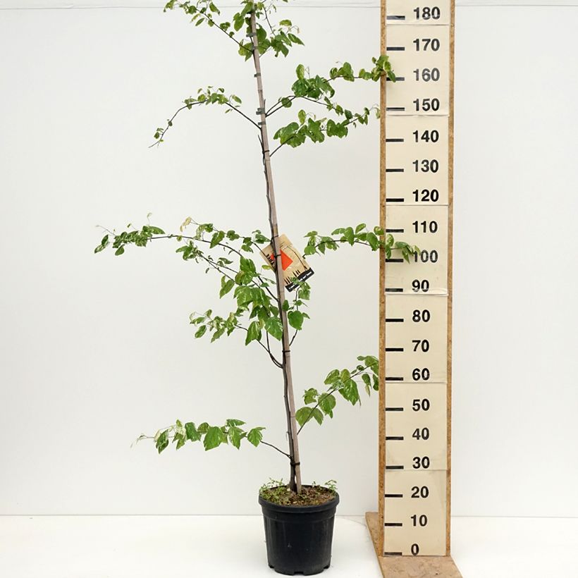 Exemplar von Kanadischer Judasbaum Alley Cat - Cercis canadensis Topf mit 6L/7L wie im Frühjahr geliefert