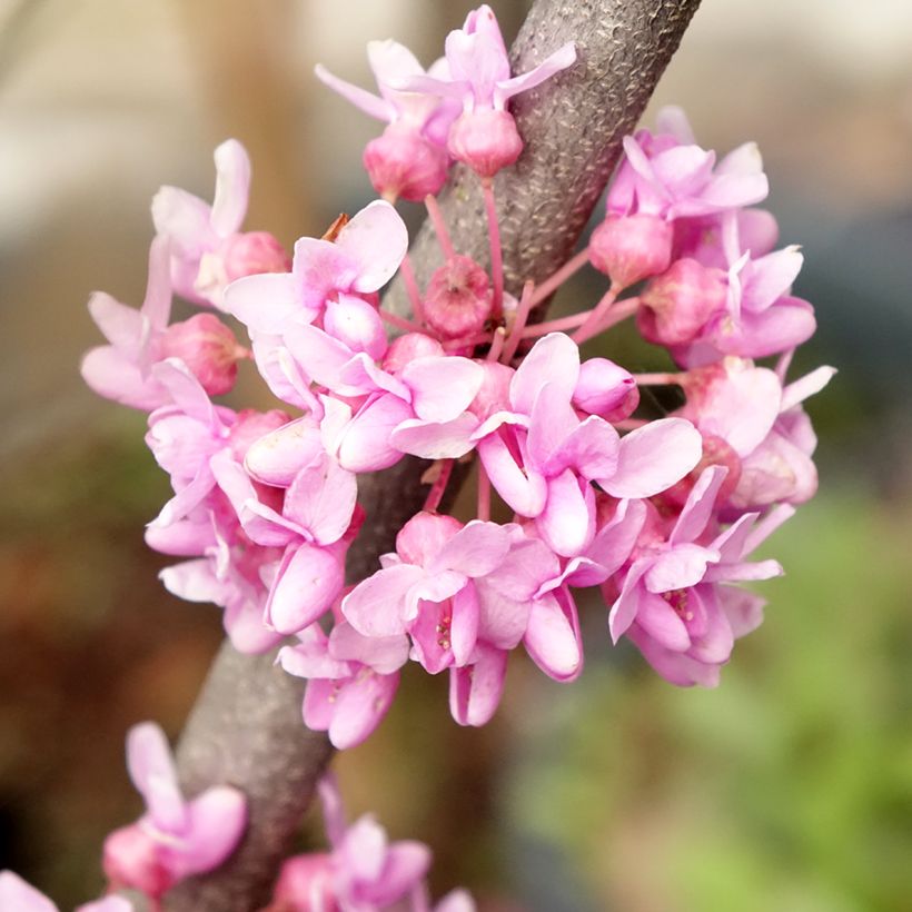Kanadischer Judasbaum Alley Cat - Cercis canadensis (Flowering)