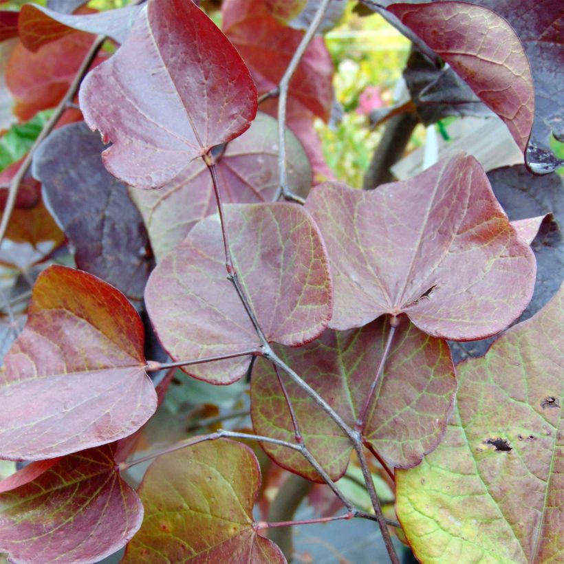 Kanadischer Judasbaum Forest Pansy - Cercis canadensis (Foliage)