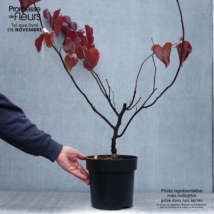 Example of Kanadischer Judasbaum Forest Pansy - Cercis canadensis Topf mit 4L/5L as you get in automne