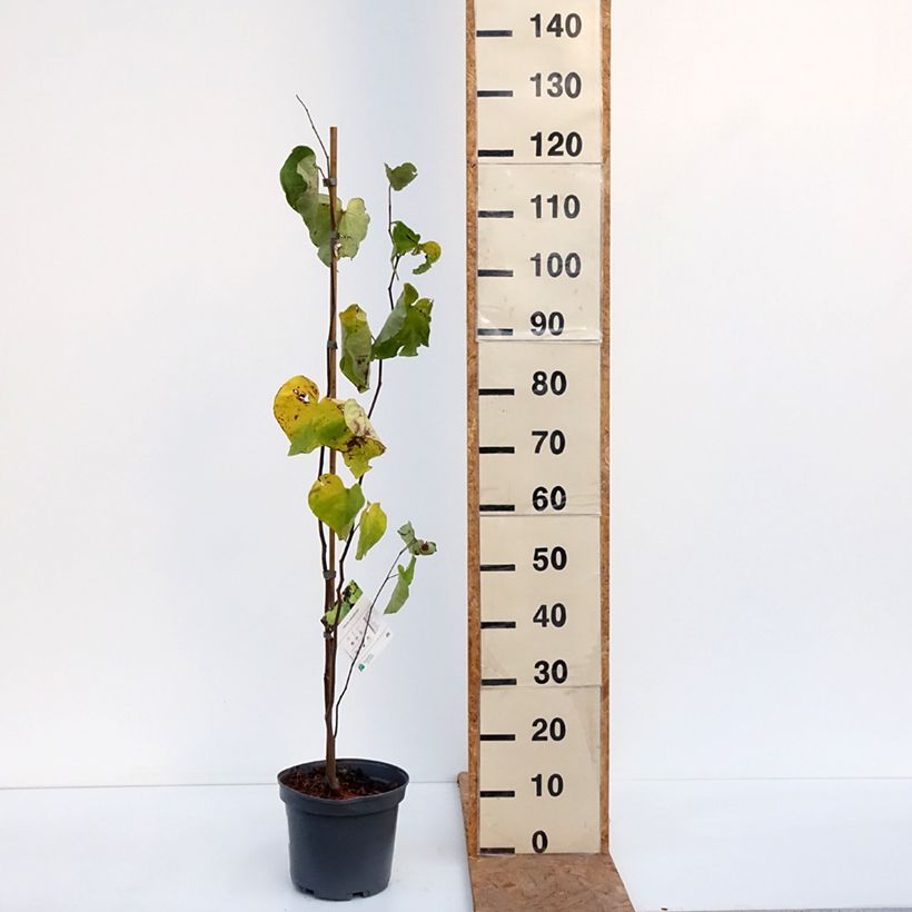 Exemplar von Kanadischer Judasbaum - Cercis canadensis  Topf mit 4L/5L wie im Herbst geliefert