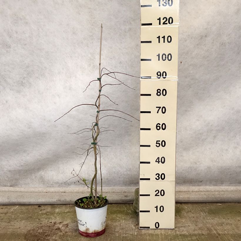 Example of Kanadischer Judasbaum Golden Falls - Cercis canadensis Topf mit 4L/5L as you get in automne