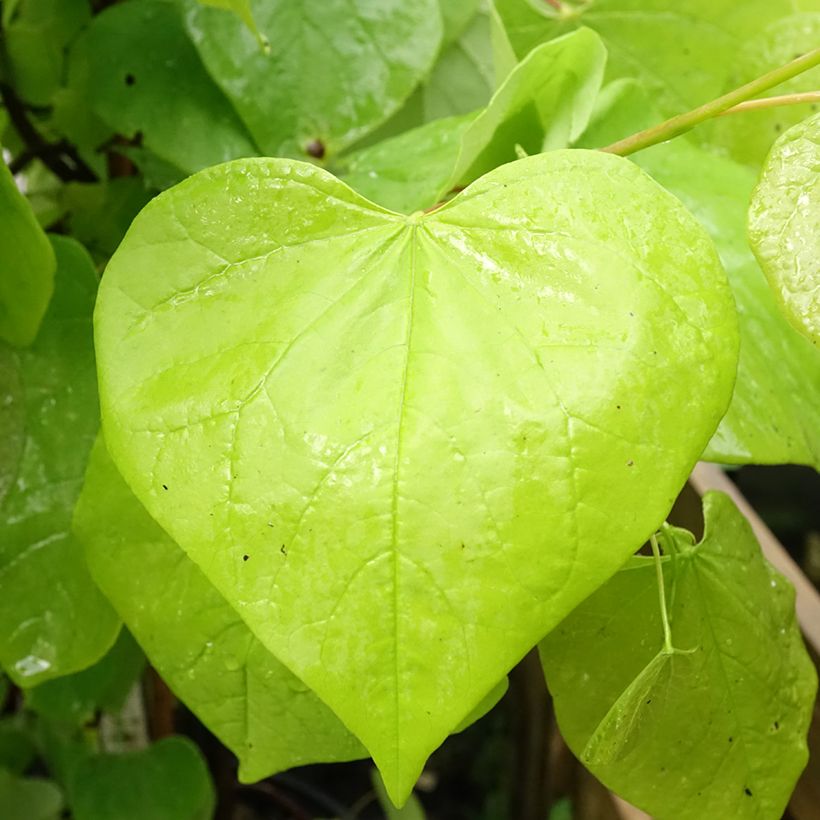 Kanadischer Judasbaum Golden Falls - Cercis canadensis (Foliage)