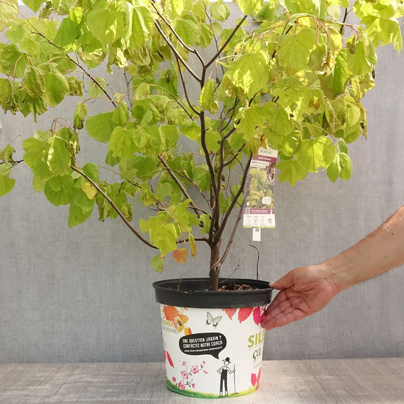 Exemplar von Kanadischer Judasbaum Heart of Gold - Cercis canadensis Topf mit 7,5L/10L wie im Sommer geliefert