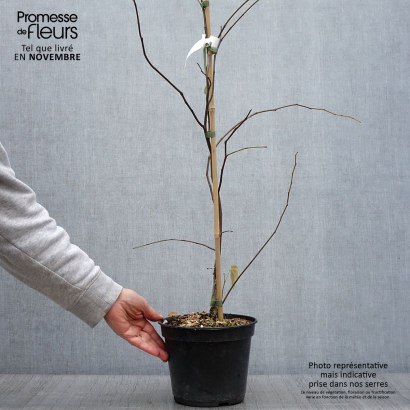 Example of Kanadischer Judasbaum Heart of Gold - Cercis canadensis Topf mit 4L/5L as you get in automne