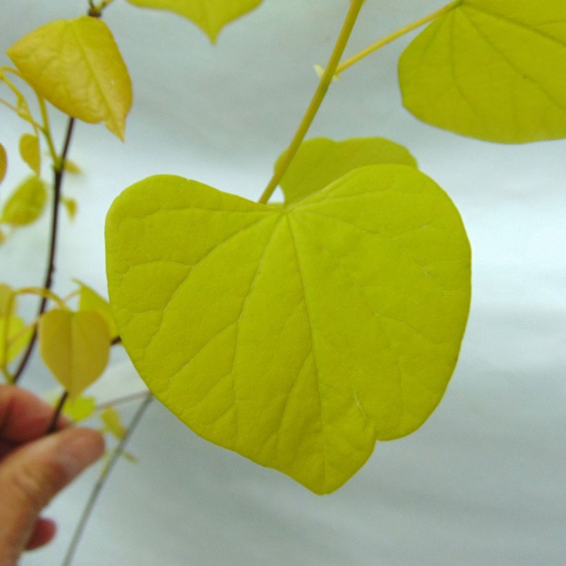 Kanadischer Judasbaum Heart of Gold - Cercis canadensis (Foliage)