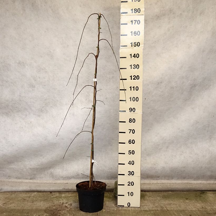 Example of Kanadischer Judasbaum Lavender Twist - Cercis canadensis Topf mit 7,5L/10L as you get in automne