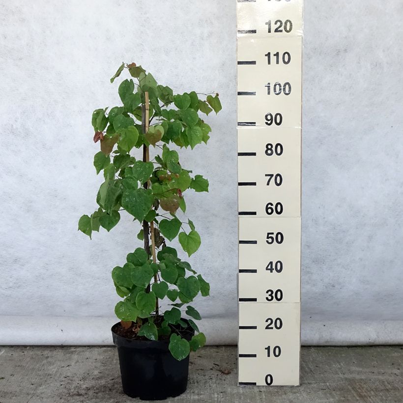 Exemplar von Kanadischer Judasbaum Lavender Twist - Cercis canadensis Topf mit 7,5L/10L wie im Sommer geliefert