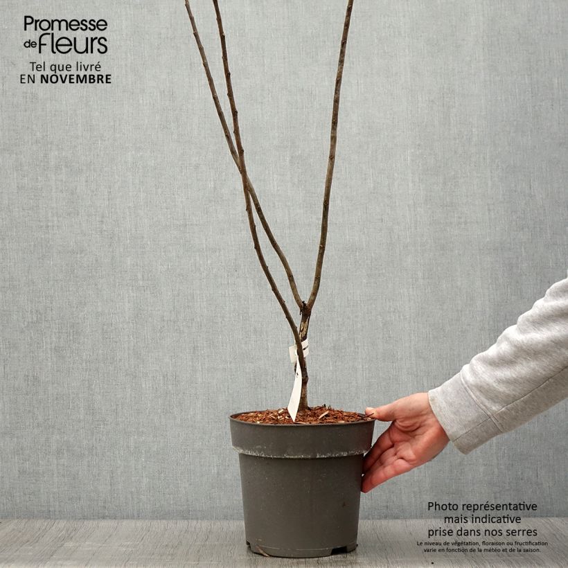 Example of Kanadischer Judasbaum Little Woody - Cercis canadensis Topf mit 3L/4L as you get in automne