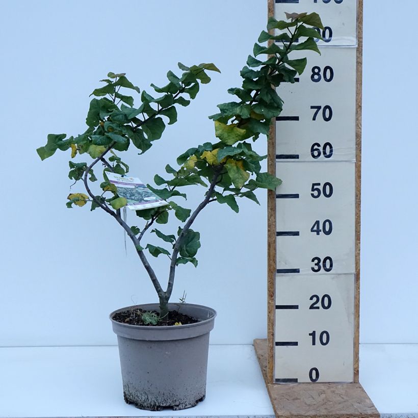 Exemplar von Kanadischer Judasbaum Little Woody - Cercis canadensis Topf mit 6L/7L wie im Herbst geliefert
