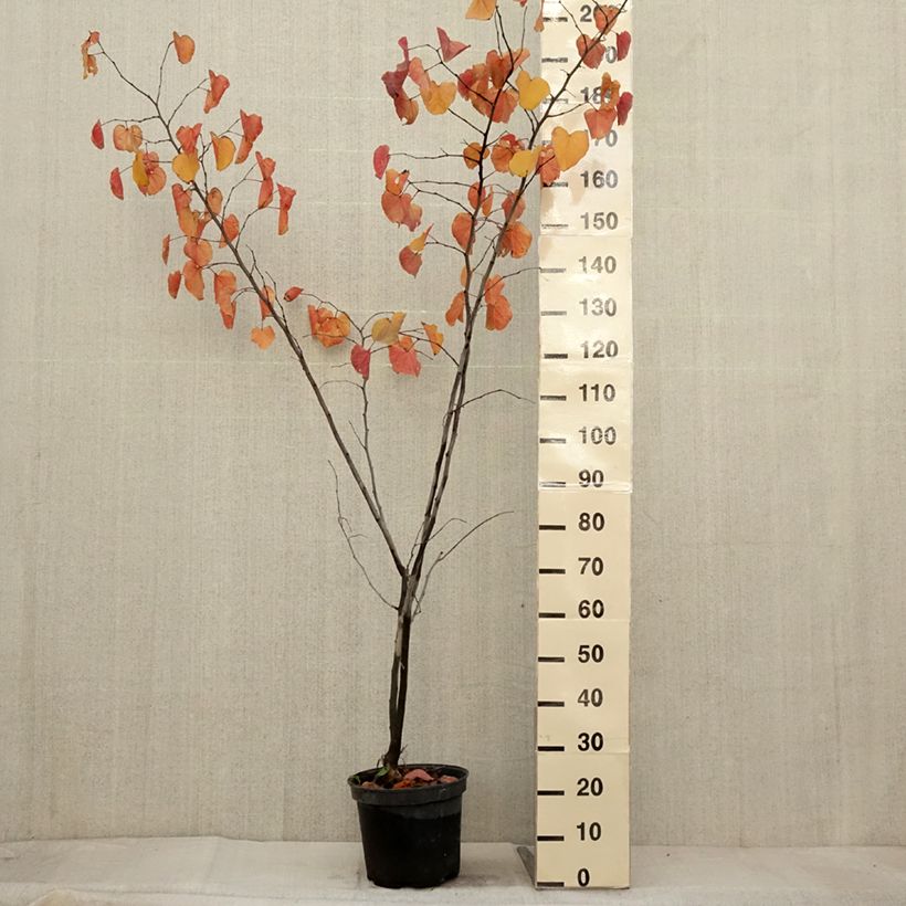 Example of Kanadischer Judasbaum Merlot - Cercis canadensis Topf mit 6L/7L as you get in automne