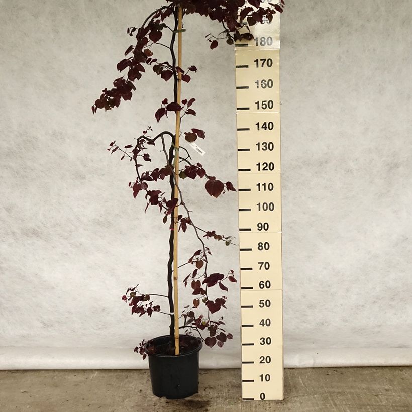 Exemplar von Kanadischer Judasbaum Ruby Falls - Cercis canadensis Topf mit 7,5L/10L wie im Frühjahr geliefert