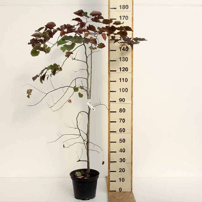 Exemplar von Kanadischer Judasbaum Ruby Falls - Cercis canadensis Topf mit 7,5L/10L wie im Sommer geliefert