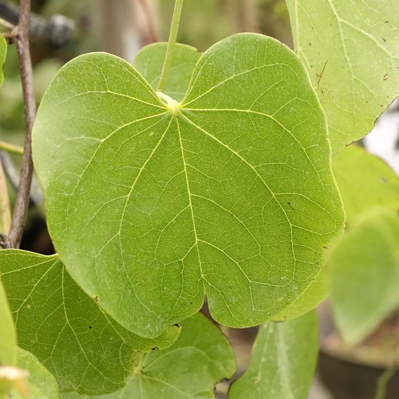 Kanadischer Judasbaum Texas White - Cercis canadensis (Foliage)