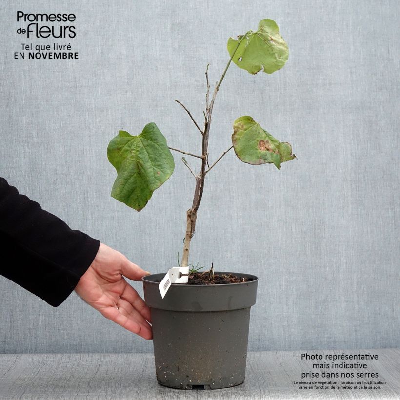 Example of Kanadischer Judasbaum Texas White - Cercis canadensis Topf mit 4L/5L as you get in automne
