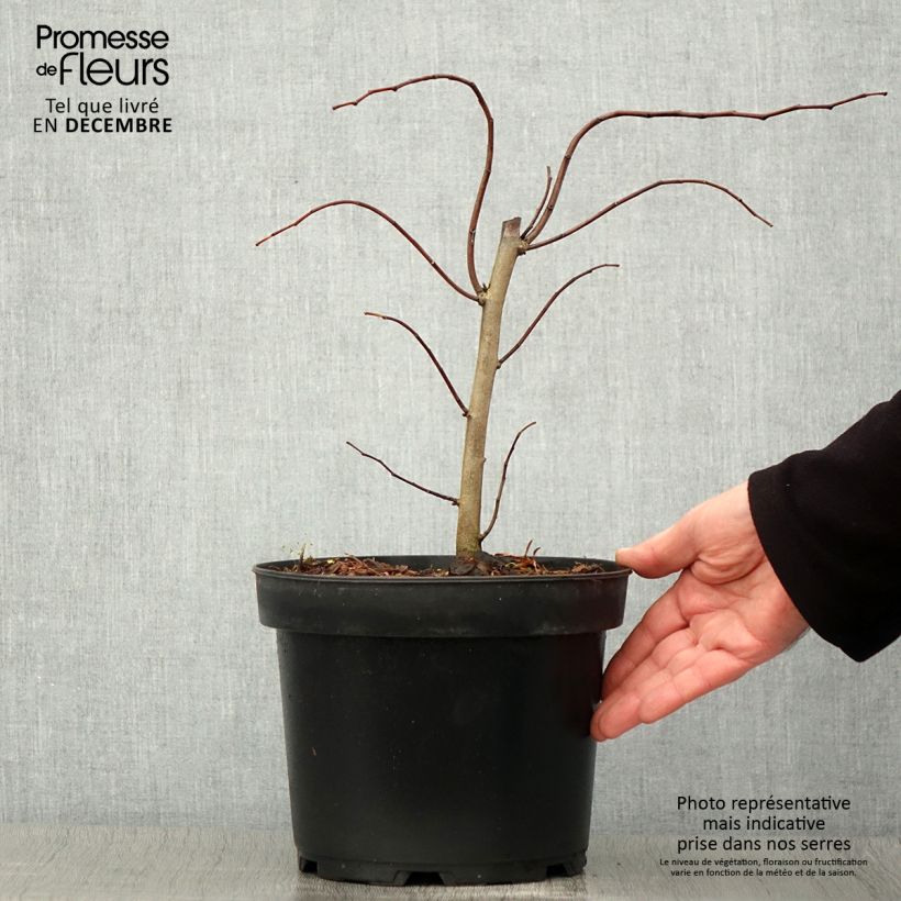Example of Kanadischer Judasbaum The Rising Sun - Cercis canadensis Topf mit 2L/3L as you get in automne