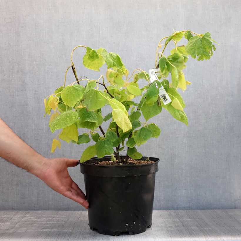 Example of Kanadischer Judasbaum The Rising Sun - Cercis canadensis Topf mit 6L/7L as you get in ete