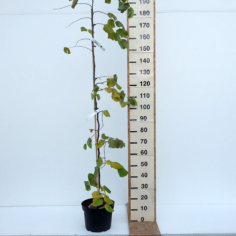Exemplar von Kanadischer Judasbaum Traveller - Cercis canadensis Topf mit 7,5L/10L wie im Herbst geliefert